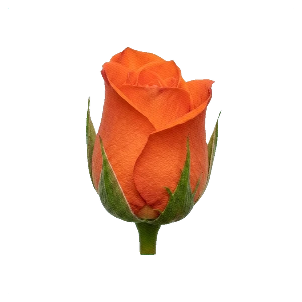 Rose Wow — bud