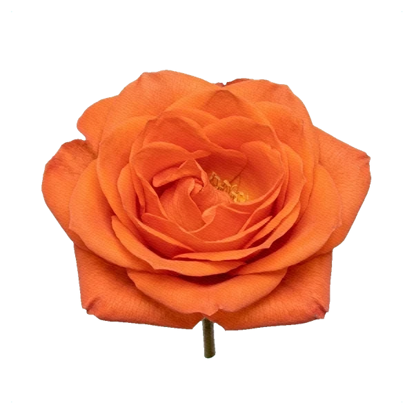 Rose Wow — full