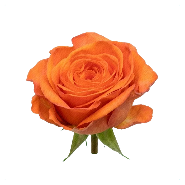 Rose Wow — side
