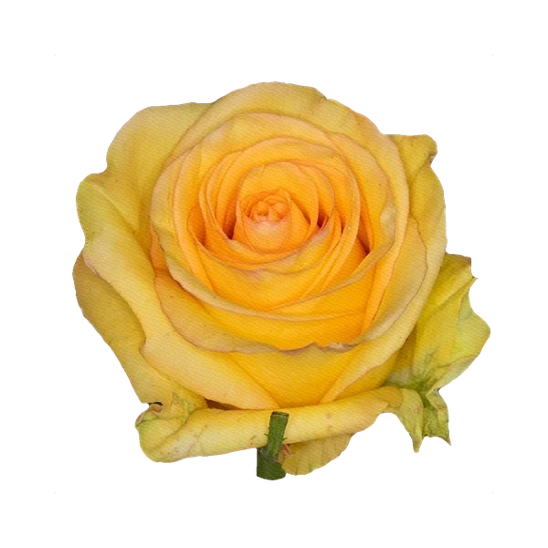 Роза жёлтая