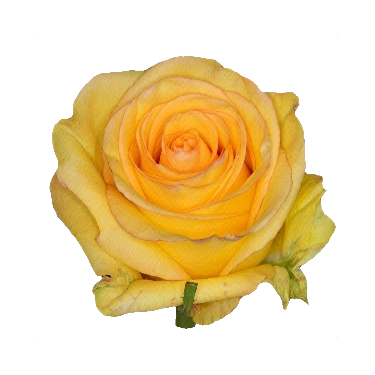 Роза жёлтая