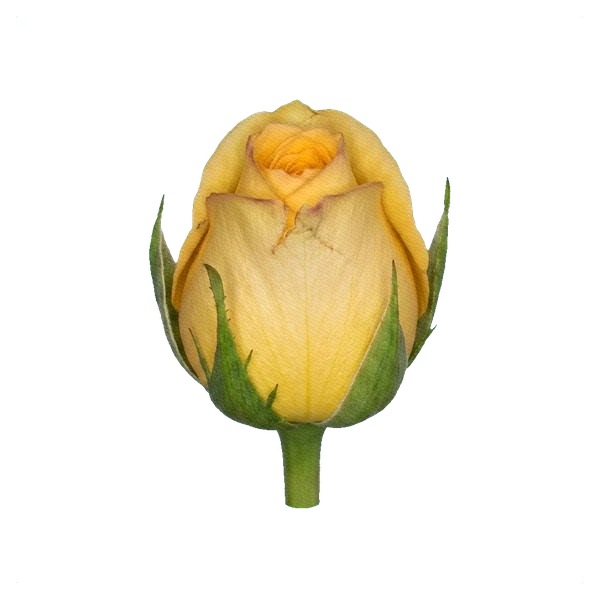 Rose yellow — bud