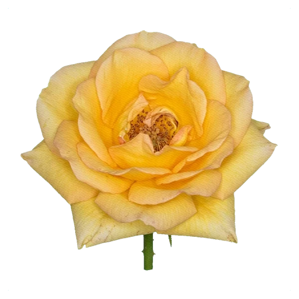 Rose yellow — full