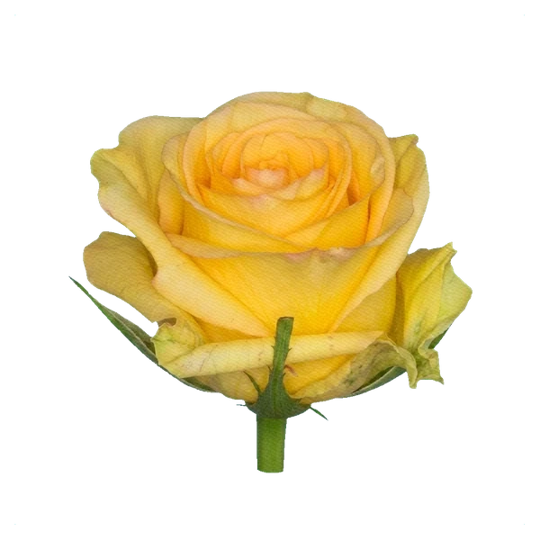 Rose yellow — side