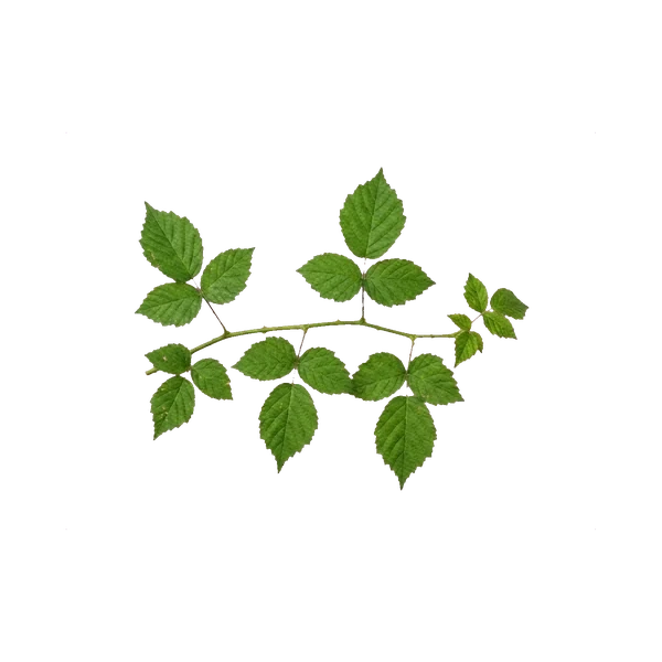 Rubus foliage