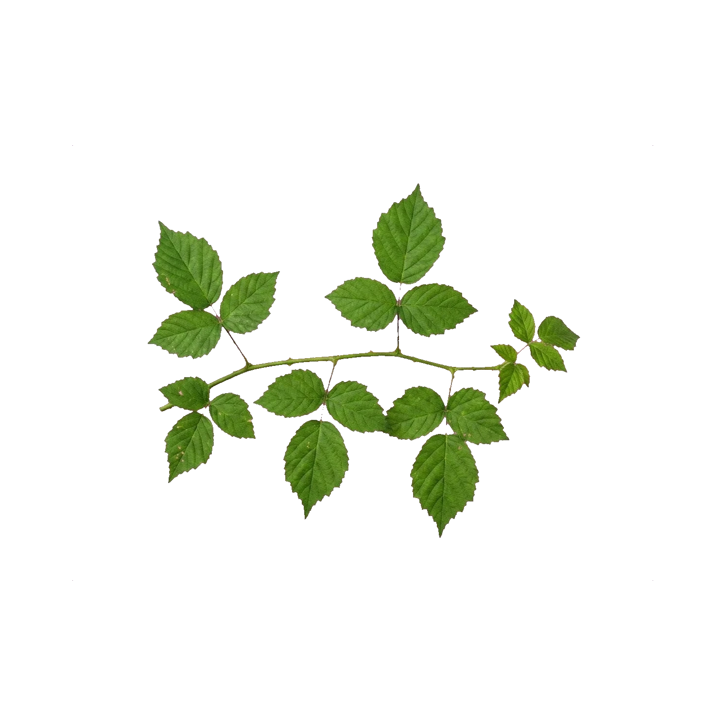 Rubus foliage