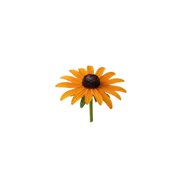 Rudbeckia fulgida