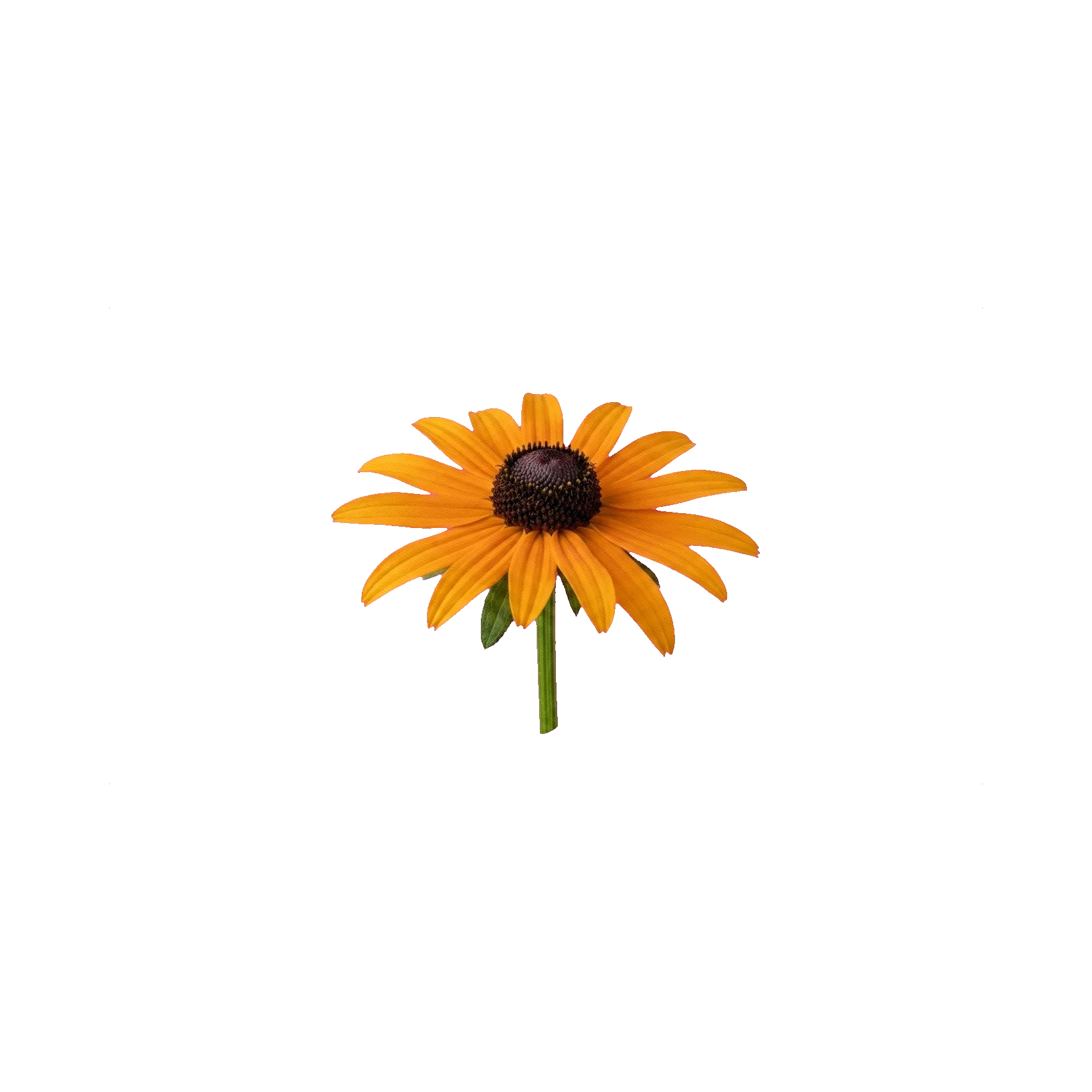 Rudbeckia fulgida