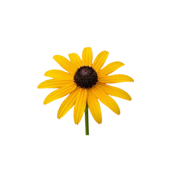 Rudbeckia hirta yellow