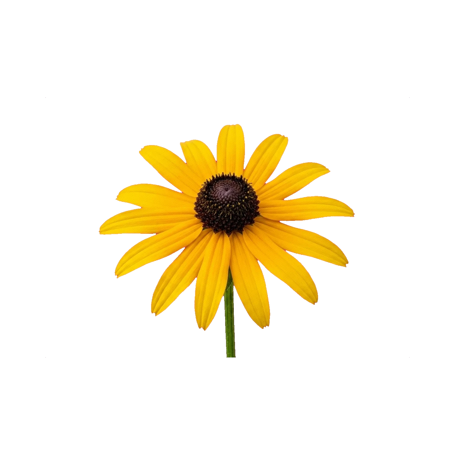 Rudbeckia