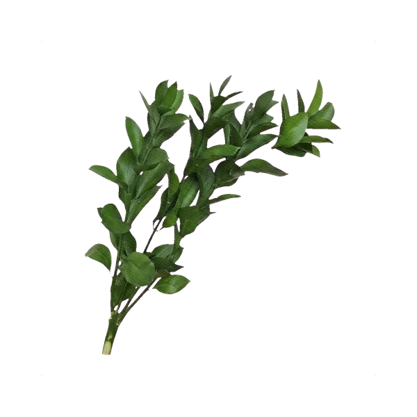 Bell-flower Ruscus
