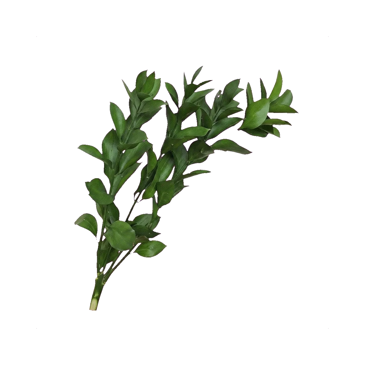 Bell-flower Ruscus