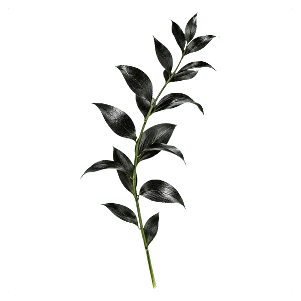 Black ruscus — Schwarz Ruscus