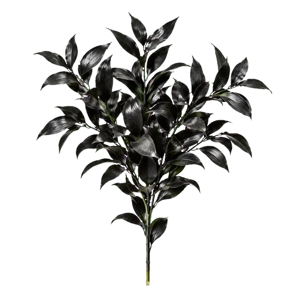 Black ruscus — in_bouquet