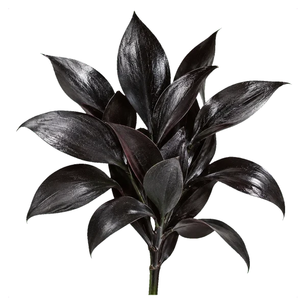 Black ruscus — in_bouquet