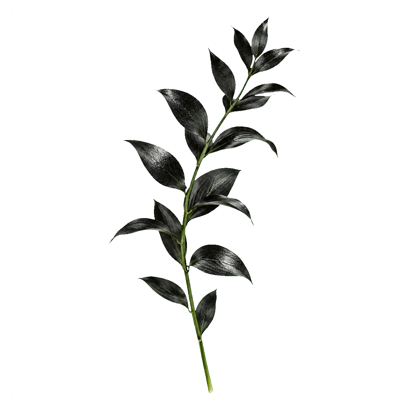Black ruscus — Schwarz Ruscus