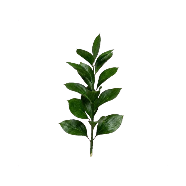 Israeli Ruscus