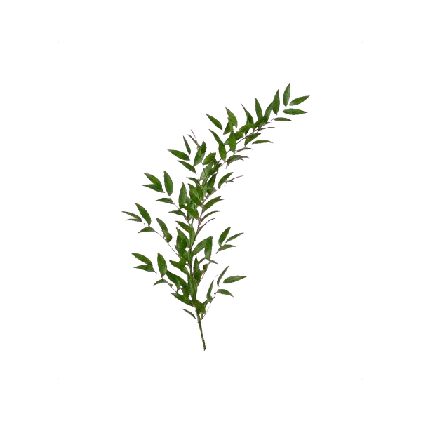 Italian Ruscus