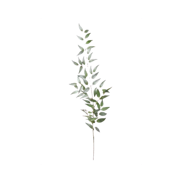 Painted ruscus
