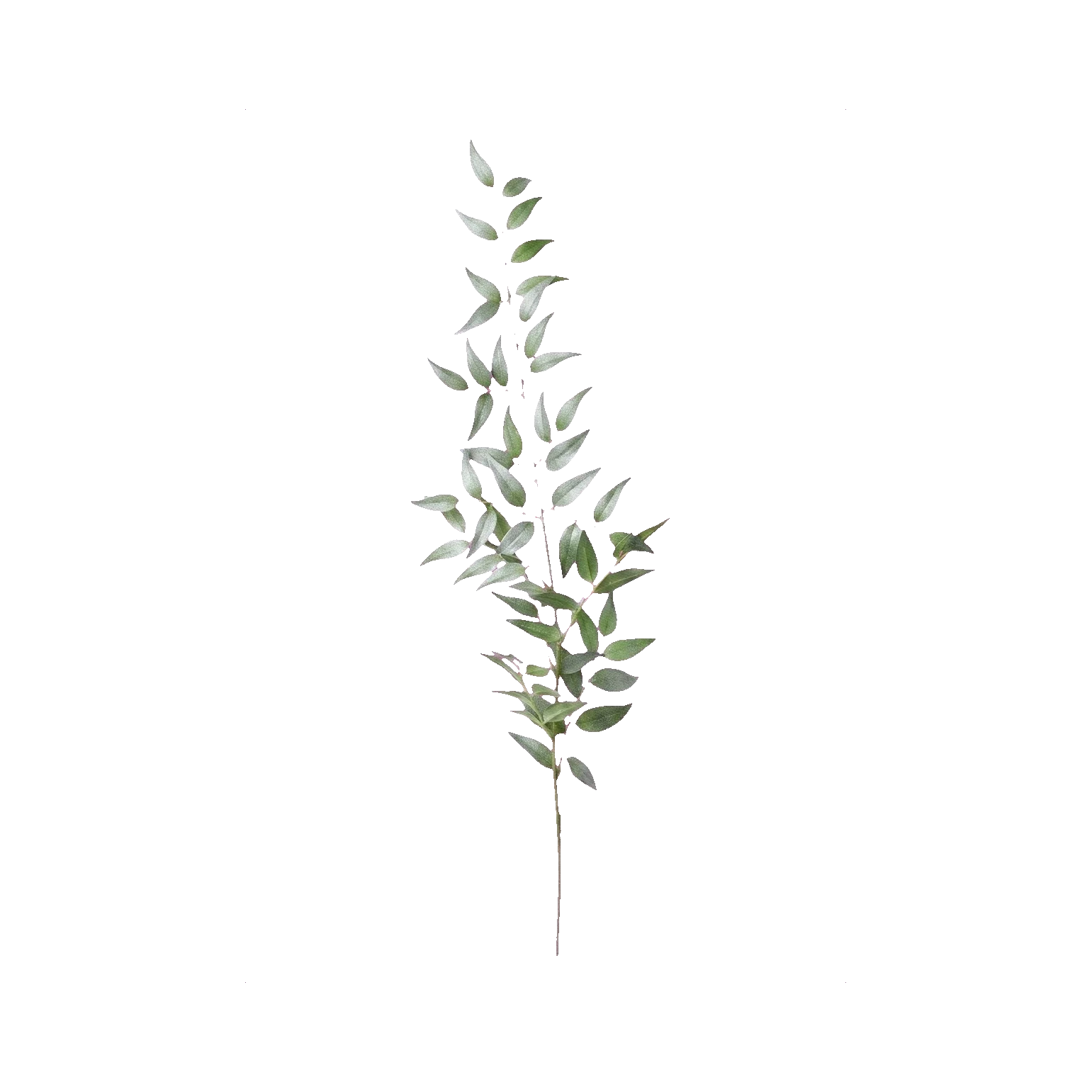 Painted ruscus