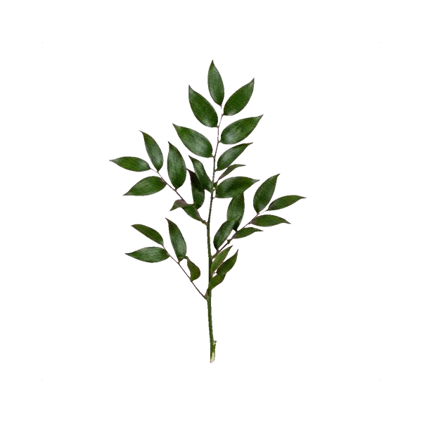 Preserved ruscus