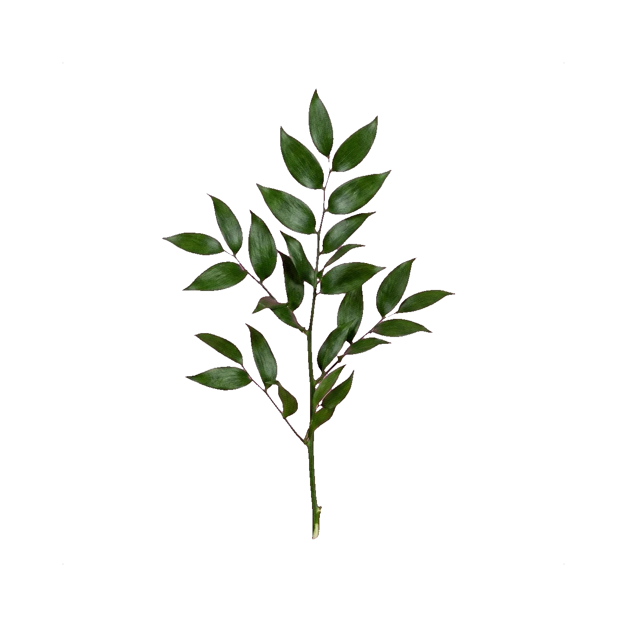 Preserved ruscus