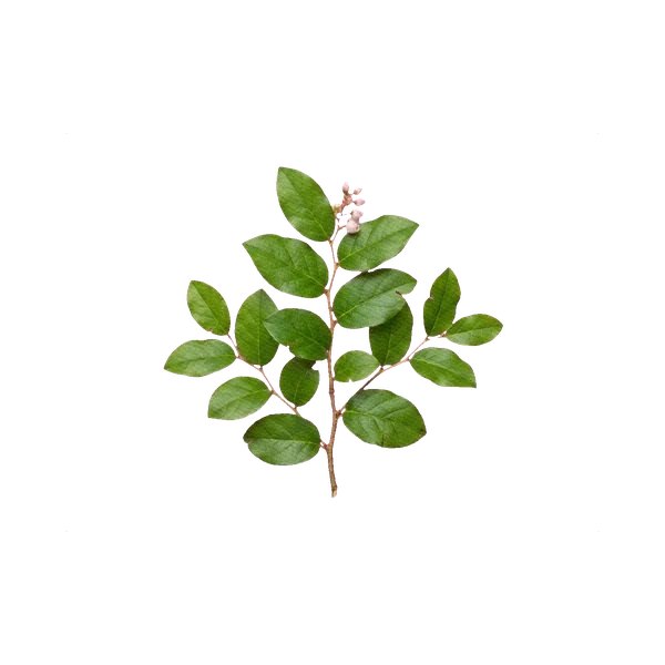 Salal