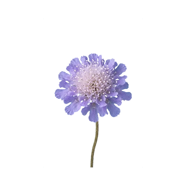 Scabiosa Deep Blue