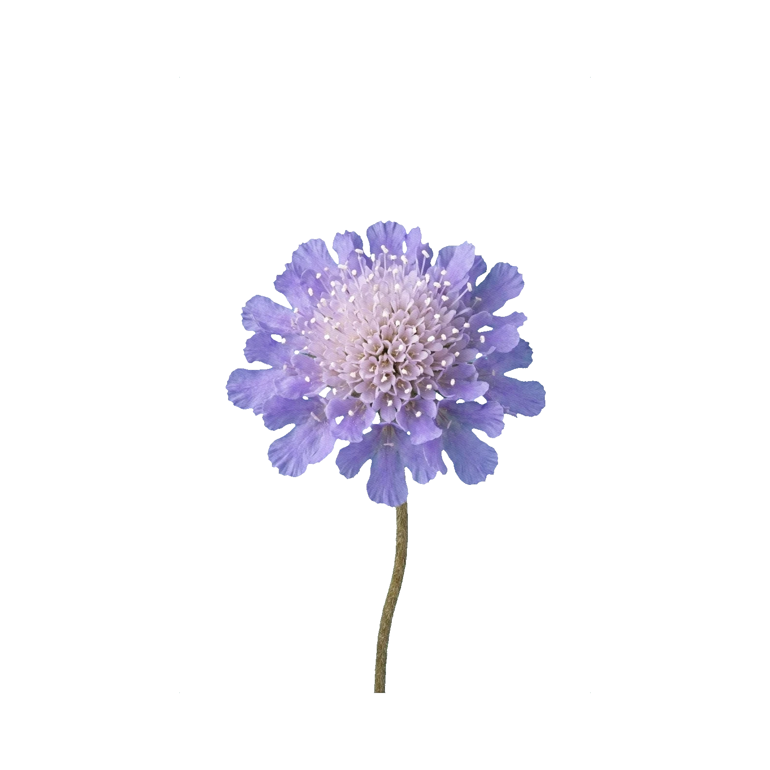 Scabiosa Deep Blue