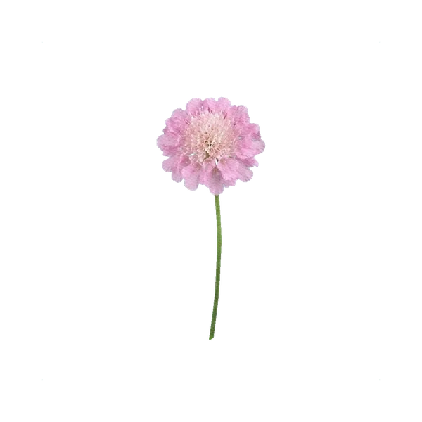 Scabiosa Pink Mist