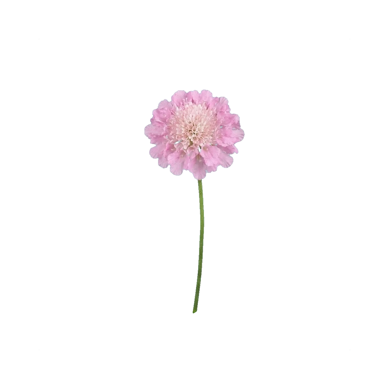 Scabiosa Pink Mist