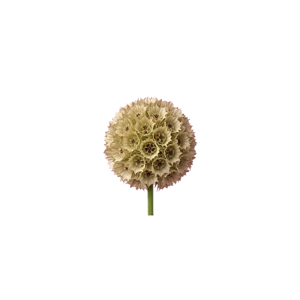 Scabiosa Stellata