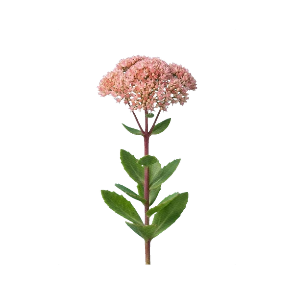 Sedum Matrona