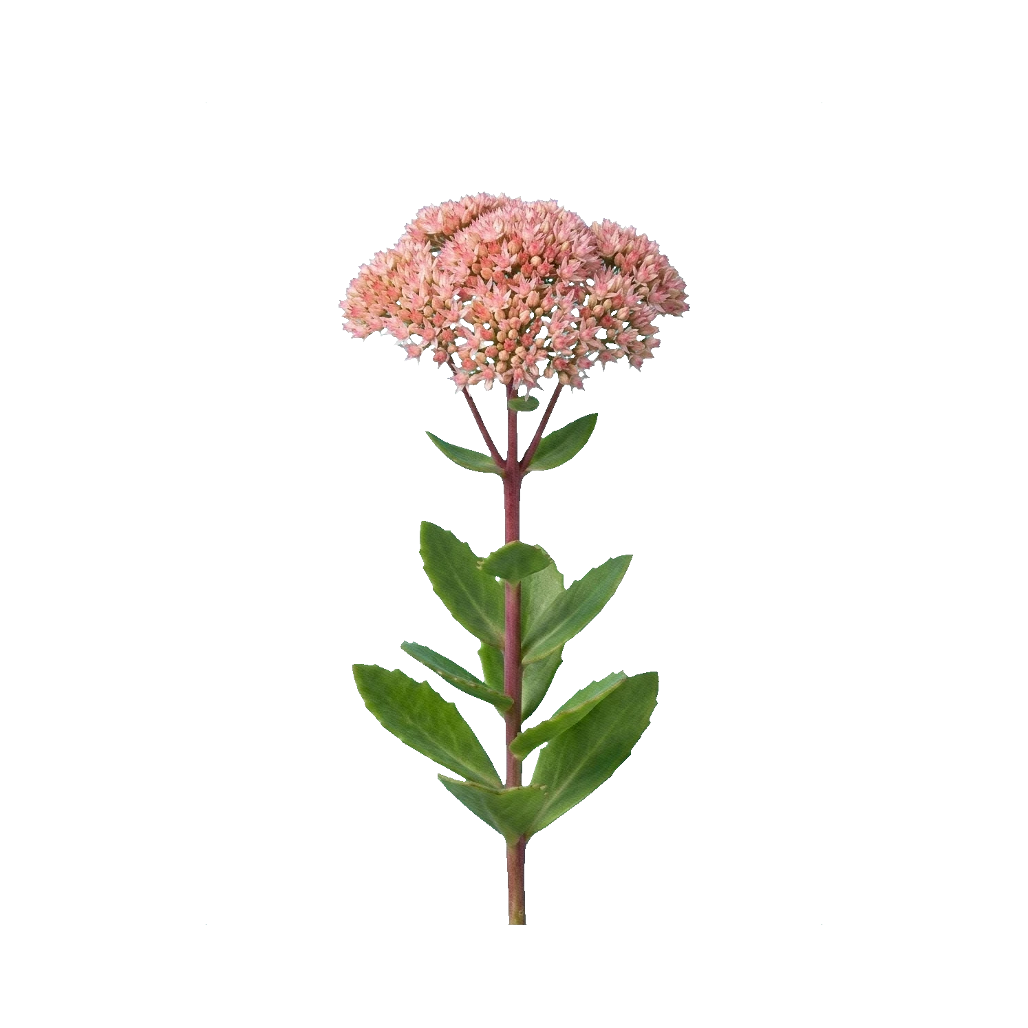 Sedum Matrona