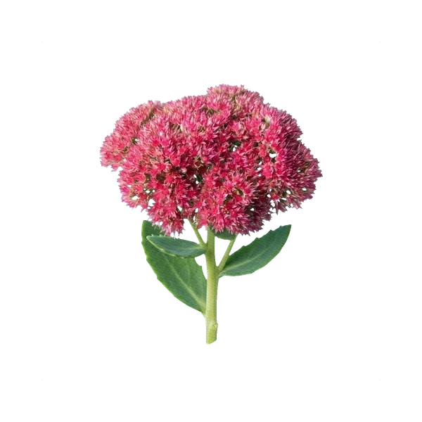 Sedum spectabile pink