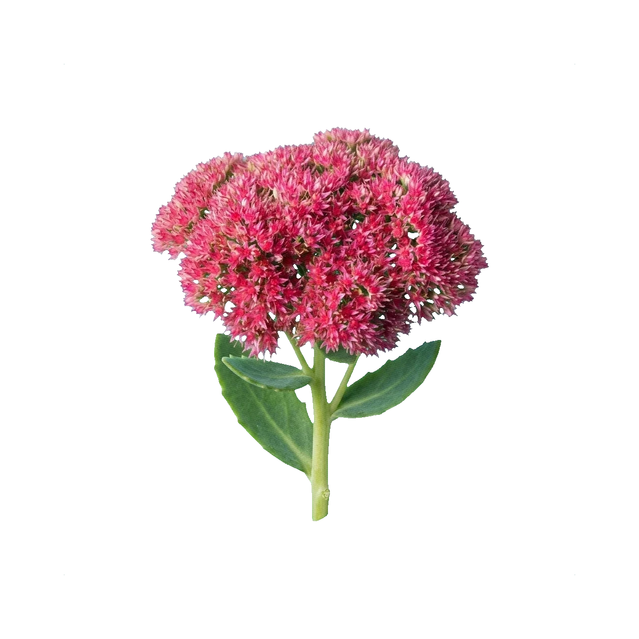 Stonecrop