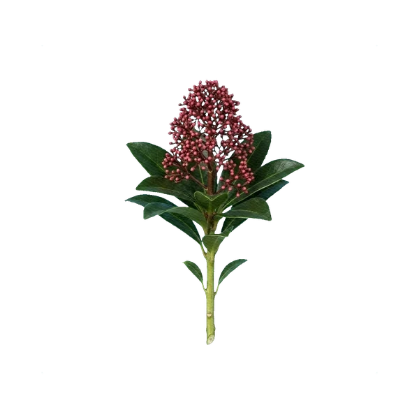 Skimmia Rubella