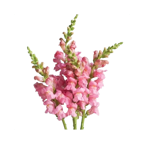 Snapdragon Leuwenbeek Pink
