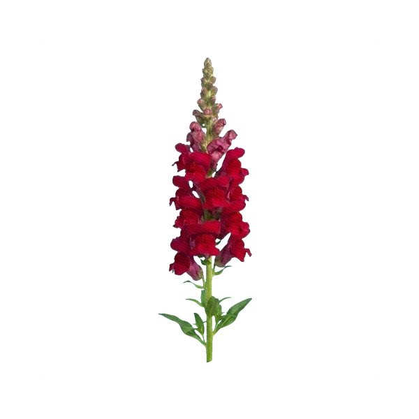 Snapdragon Potomac Crimson