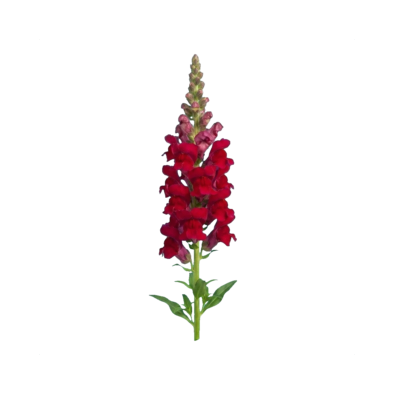 Snapdragon Potomac Crimson