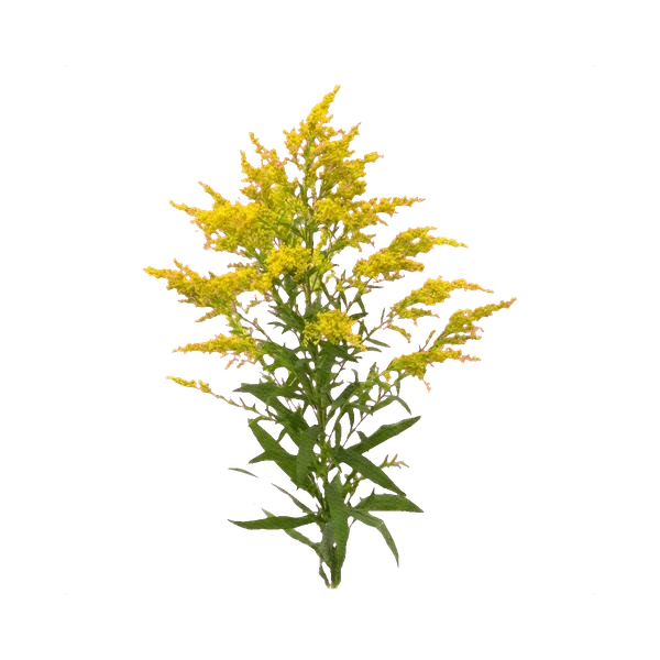 Solidago Tara
