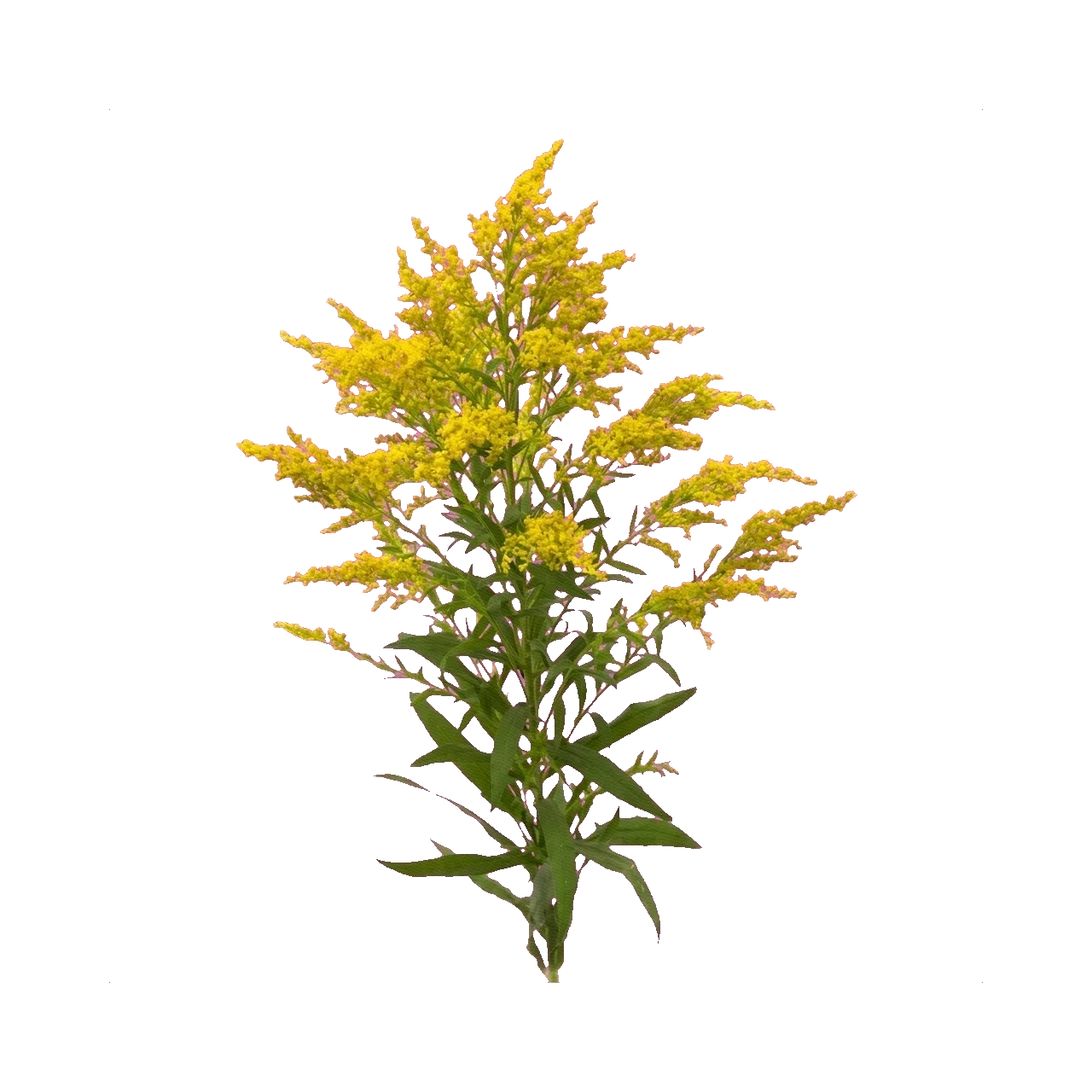 Solidago yellow