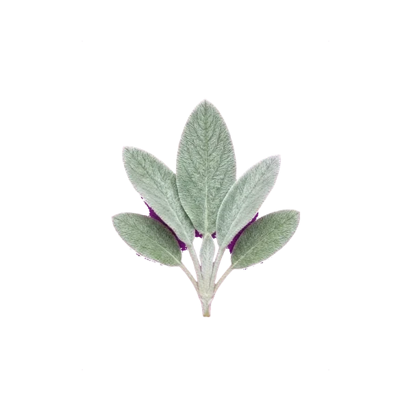 أذن الحمل — in_bouquet