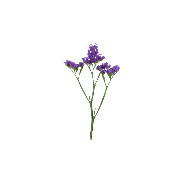 Statice purple