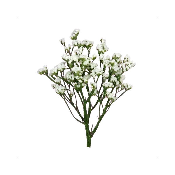 Statice white
