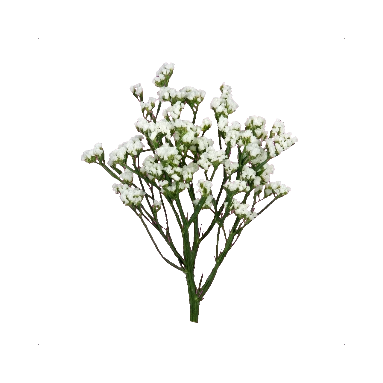 Statice white