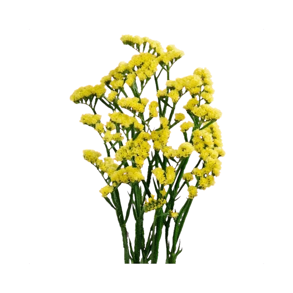 Statice yellow