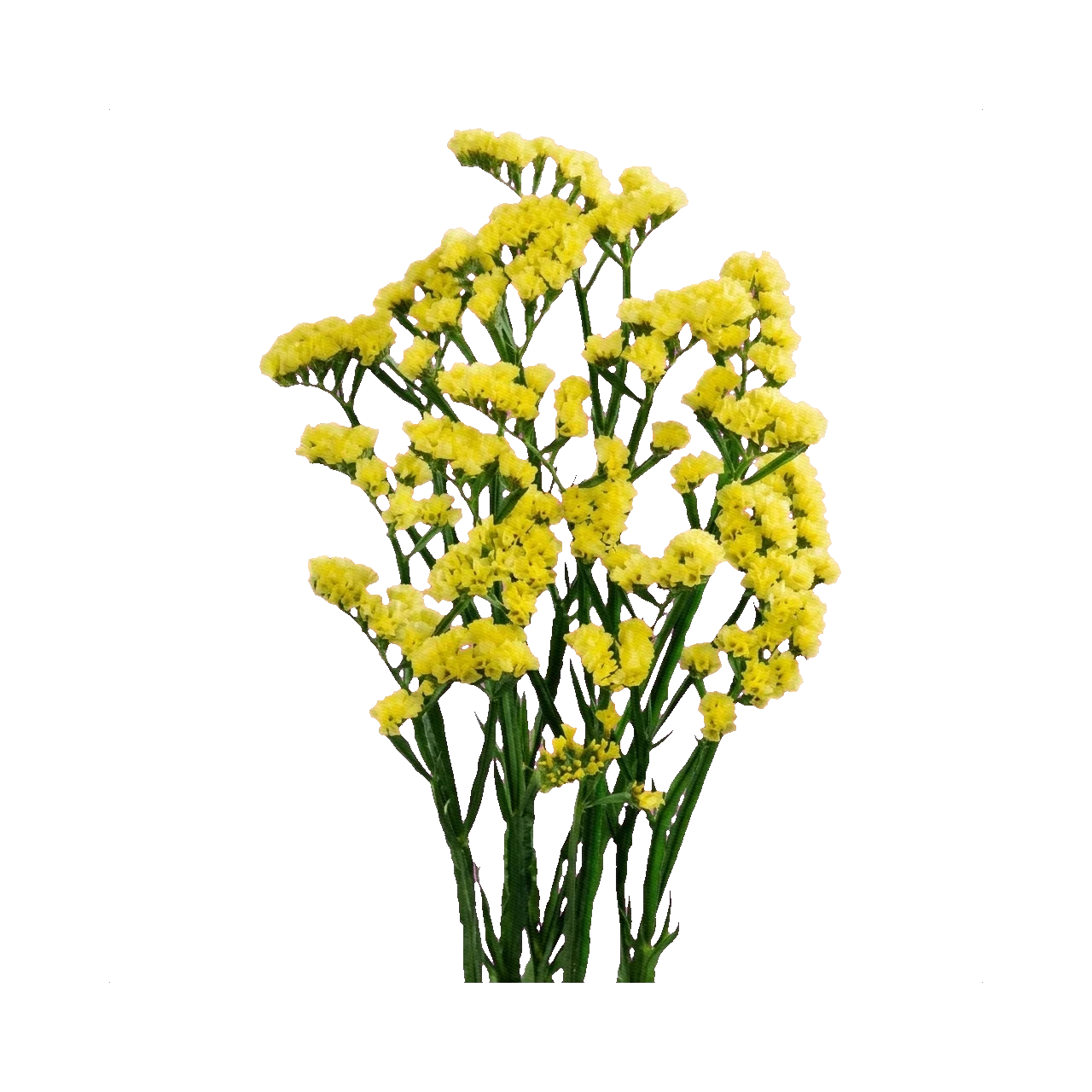 Statice yellow