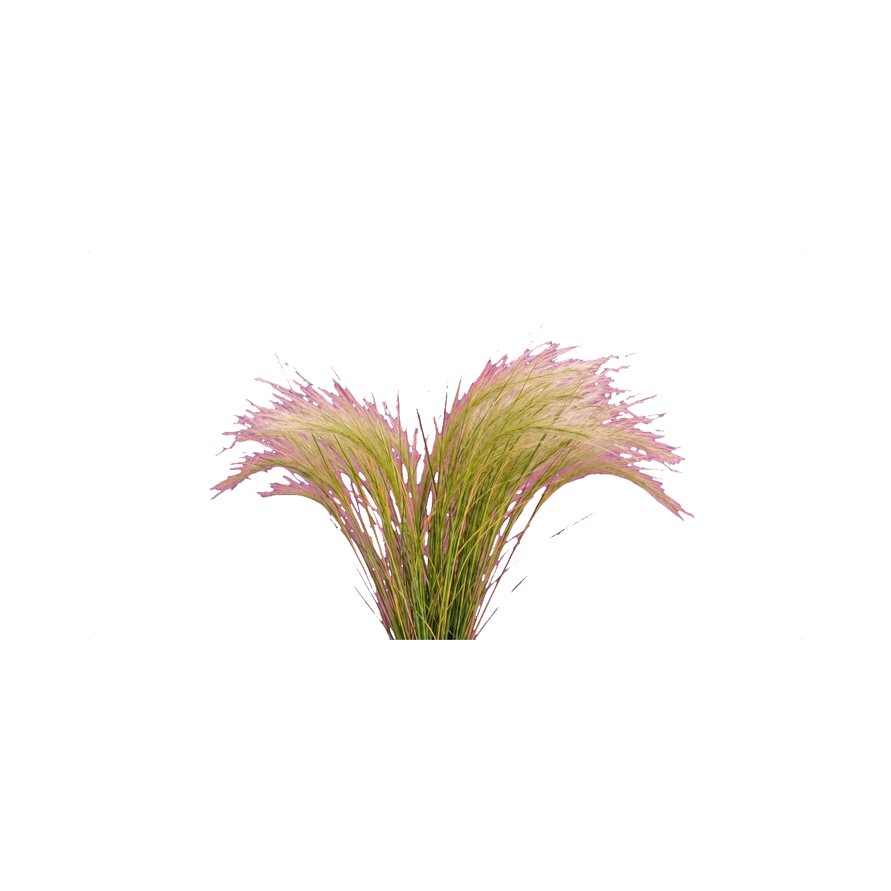 Feather grass
