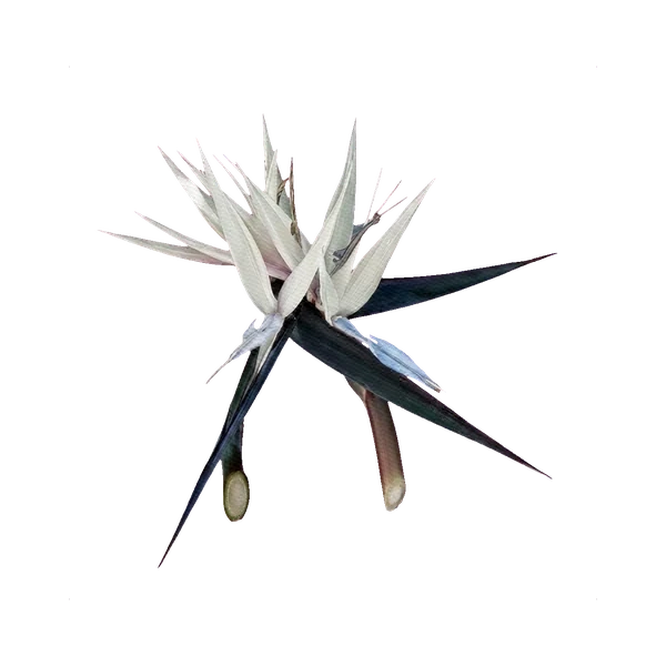 Strelitzia nicolai